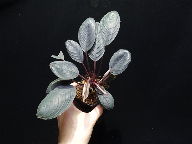 f:id:azulaquarium:20211005150122j:plain