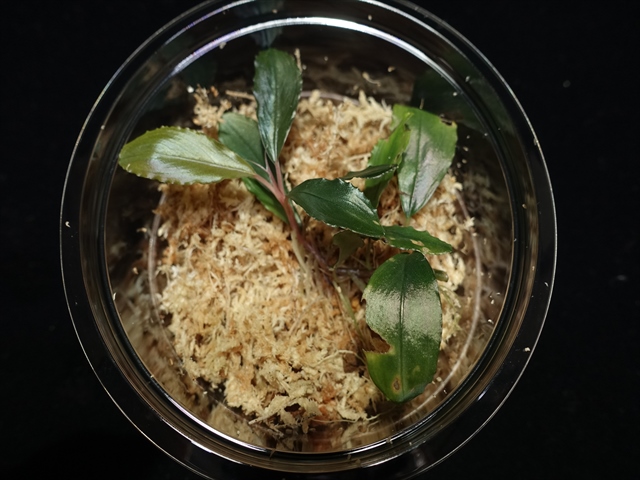 f:id:azulaquarium:20211005150256j:plain