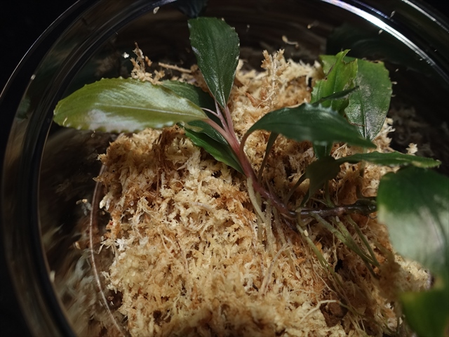 f:id:azulaquarium:20211005150316j:plain