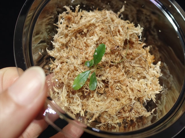 f:id:azulaquarium:20211005150414j:plain