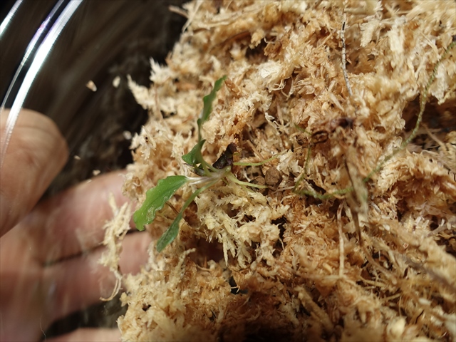 f:id:azulaquarium:20211005150425j:plain