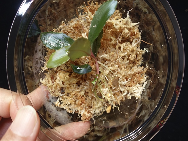 f:id:azulaquarium:20211005150459j:plain