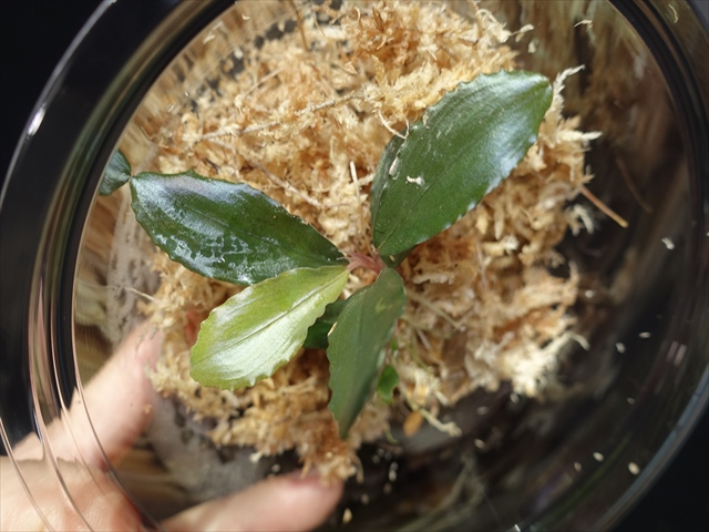 f:id:azulaquarium:20211005150511j:plain