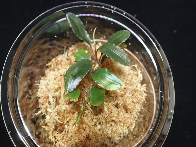 f:id:azulaquarium:20211005150548j:plain