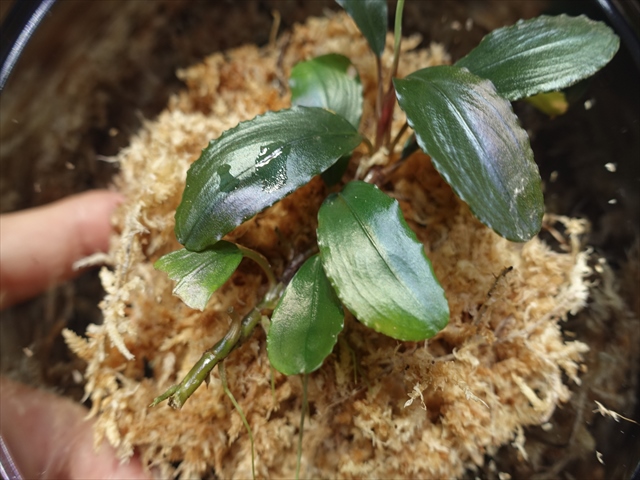 f:id:azulaquarium:20211005150604j:plain