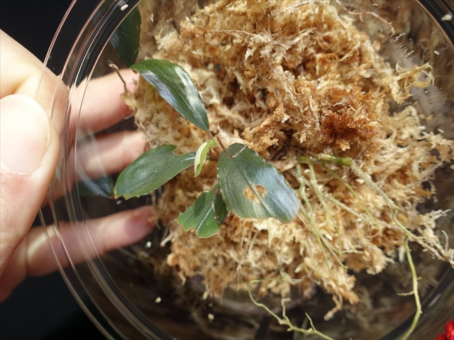 f:id:azulaquarium:20211005150638j:plain