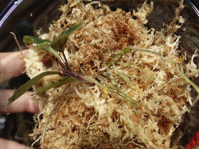 f:id:azulaquarium:20211005150651j:plain