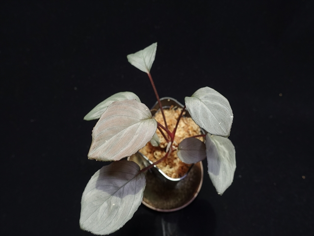 f:id:azulaquarium:20211005150849j:plain