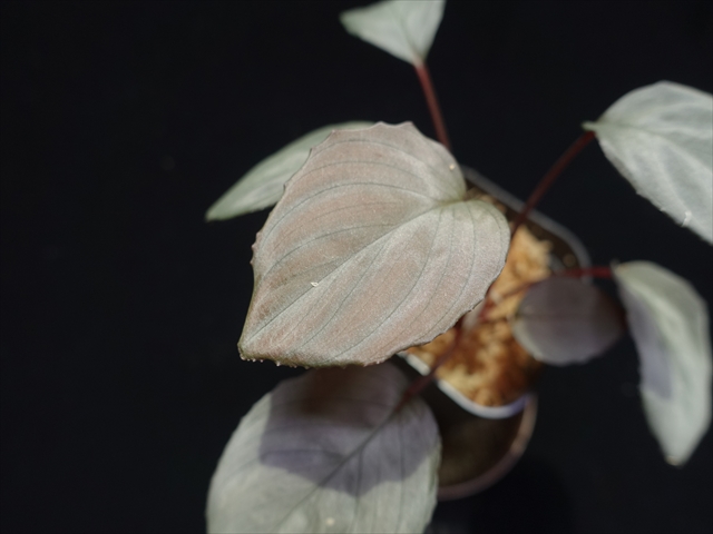 f:id:azulaquarium:20211005150909j:plain