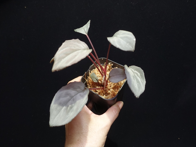 f:id:azulaquarium:20211005150926j:plain