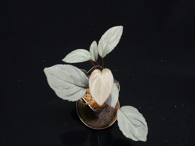 f:id:azulaquarium:20211005151002j:plain