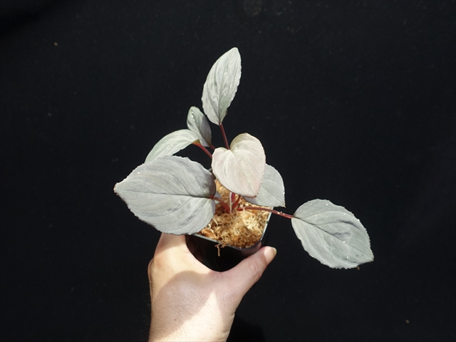 f:id:azulaquarium:20211005151030j:plain