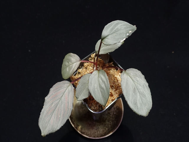 f:id:azulaquarium:20211005151106j:plain