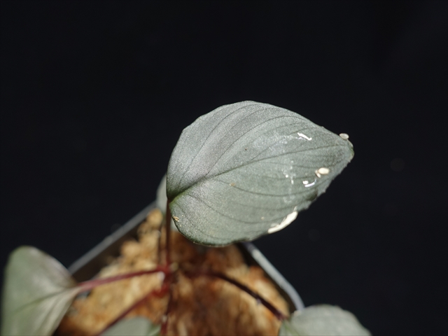 f:id:azulaquarium:20211005151120j:plain