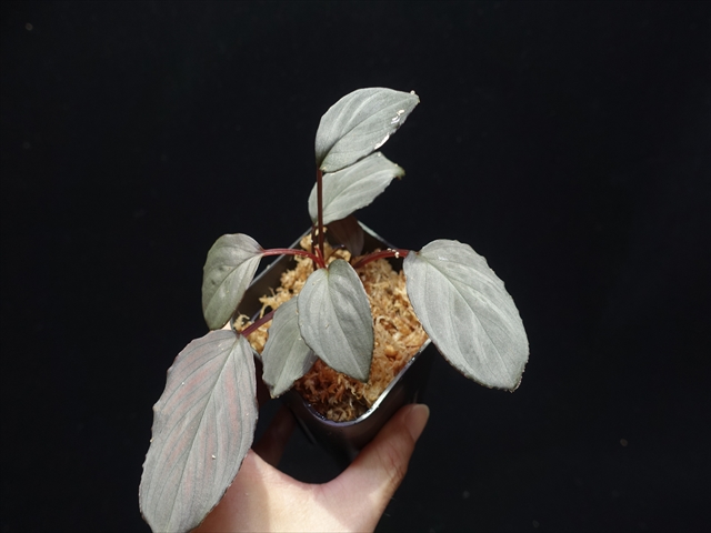 f:id:azulaquarium:20211005151130j:plain