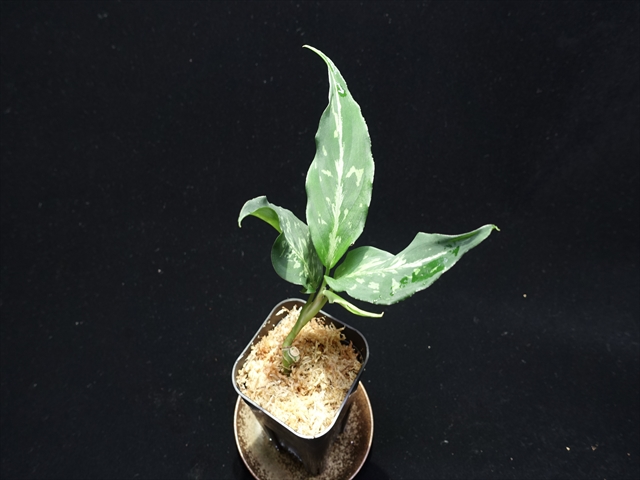 f:id:azulaquarium:20211005151909j:plain