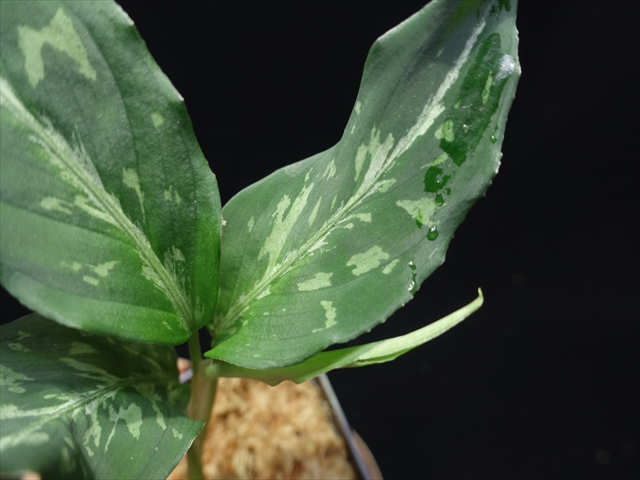 f:id:azulaquarium:20211005151935j:plain