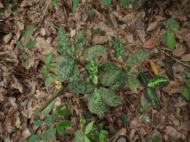 f:id:azulaquarium:20211018212324j:plain