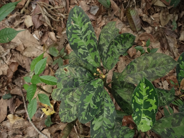 f:id:azulaquarium:20211018212341j:plain