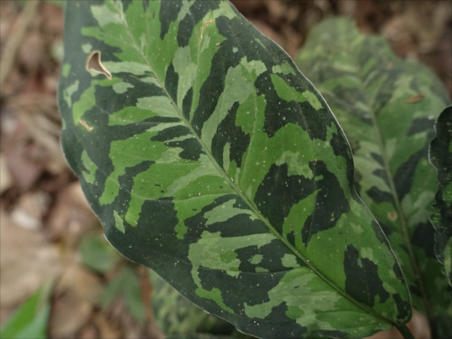 f:id:azulaquarium:20211018212404j:plain