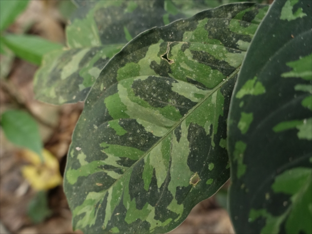 f:id:azulaquarium:20211018212416j:plain