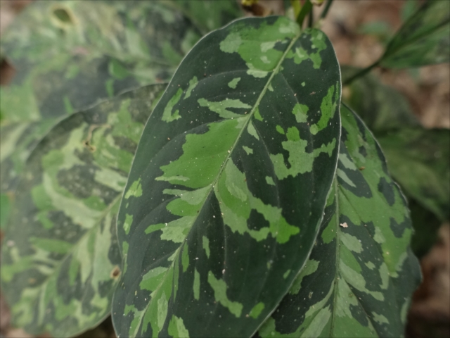 f:id:azulaquarium:20211018212427j:plain