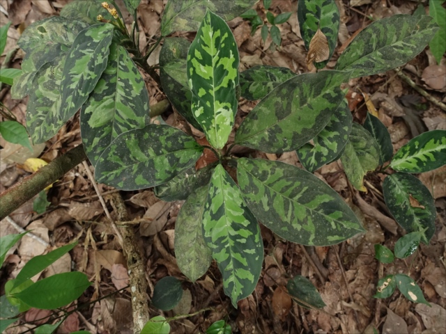 f:id:azulaquarium:20211018212535j:plain