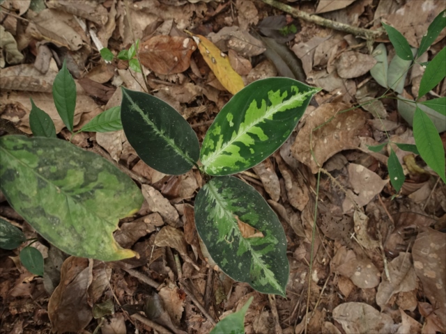 f:id:azulaquarium:20211018212644j:plain