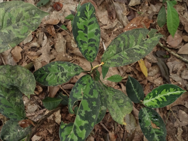 f:id:azulaquarium:20211018212701j:plain