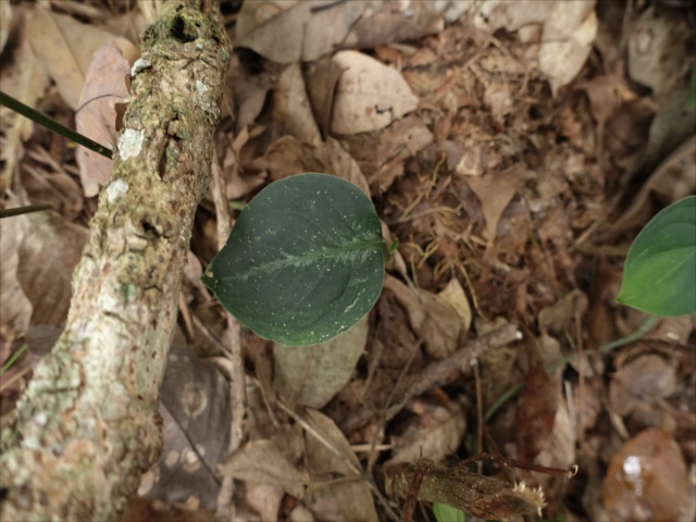 f:id:azulaquarium:20211018212935j:plain