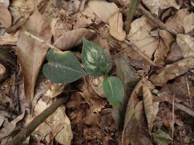 f:id:azulaquarium:20211018212943j:plain