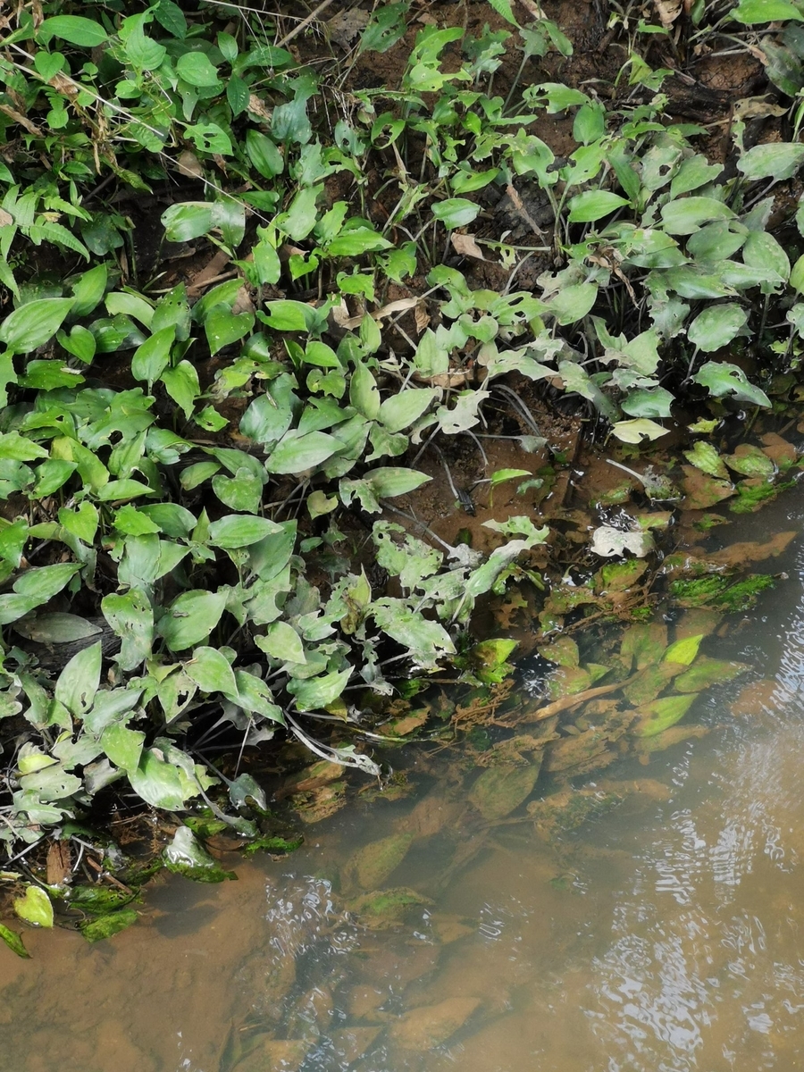 f:id:azulaquarium:20211018223841j:plain