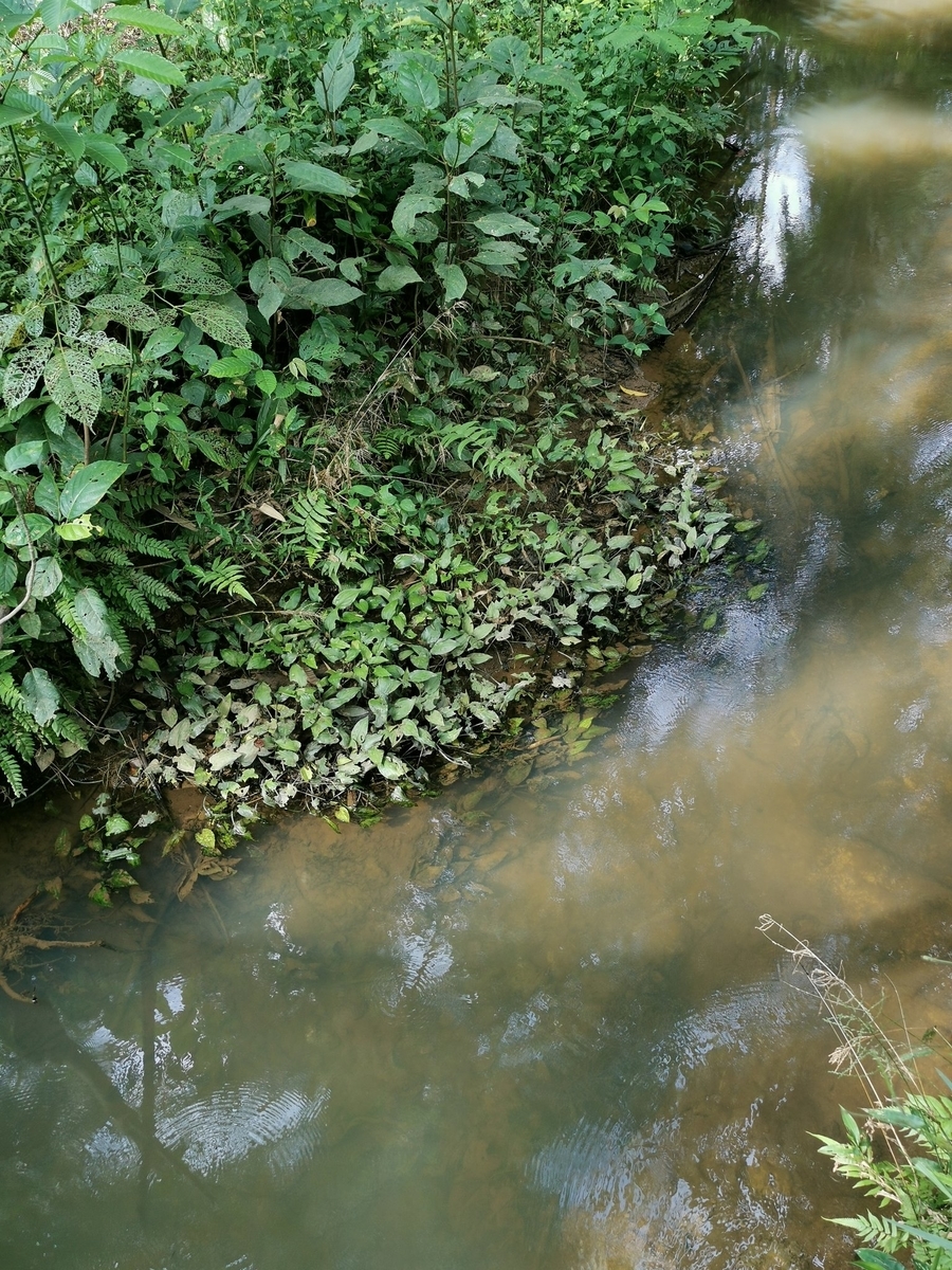 f:id:azulaquarium:20211018223857j:plain