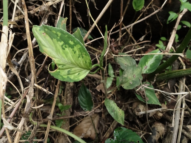 f:id:azulaquarium:20211018224057j:plain