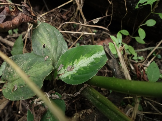 f:id:azulaquarium:20211018224116j:plain