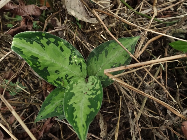 f:id:azulaquarium:20211018224125j:plain