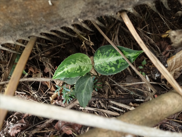 f:id:azulaquarium:20211018224139j:plain