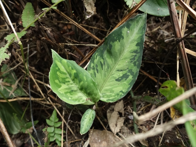 f:id:azulaquarium:20211018224156j:plain