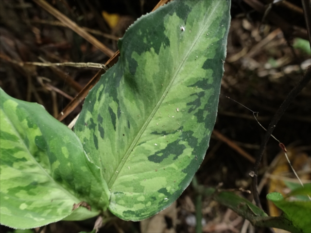 f:id:azulaquarium:20211018224204j:plain