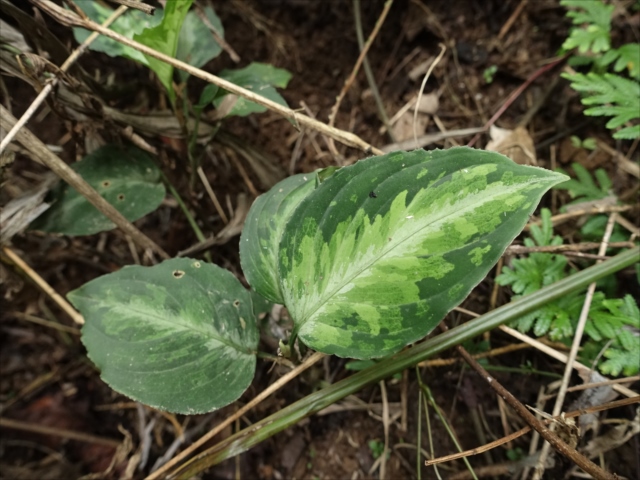 f:id:azulaquarium:20211018224214j:plain