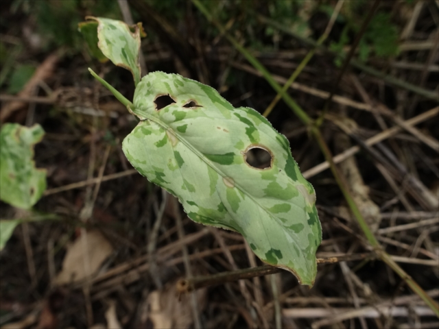 f:id:azulaquarium:20211018224539j:plain