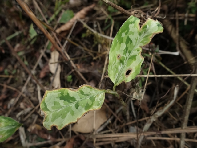 f:id:azulaquarium:20211018224547j:plain