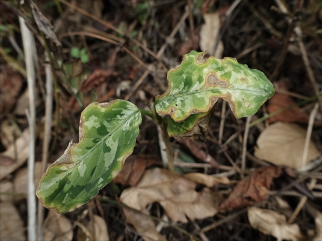 f:id:azulaquarium:20211018224555j:plain