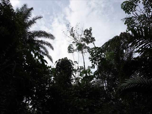 f:id:azulaquarium:20211018224744j:plain