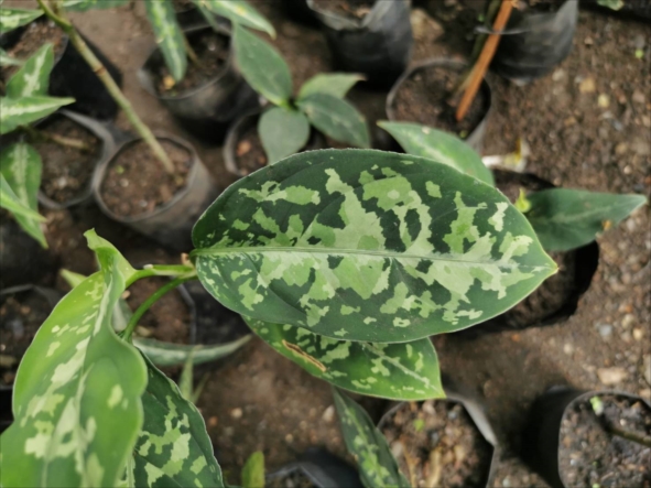 f:id:azulaquarium:20211025222632j:plain