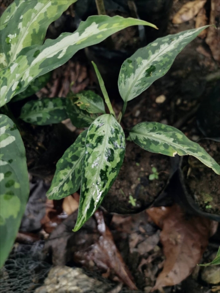 f:id:azulaquarium:20211025222644j:plain