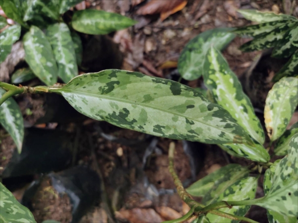 f:id:azulaquarium:20211025222655j:plain