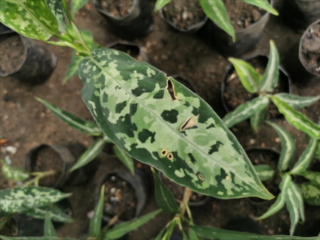 f:id:azulaquarium:20211025222706j:plain