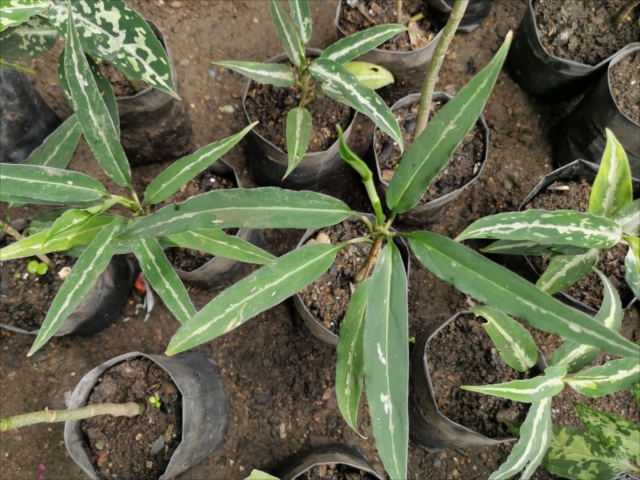 f:id:azulaquarium:20211025222821j:plain