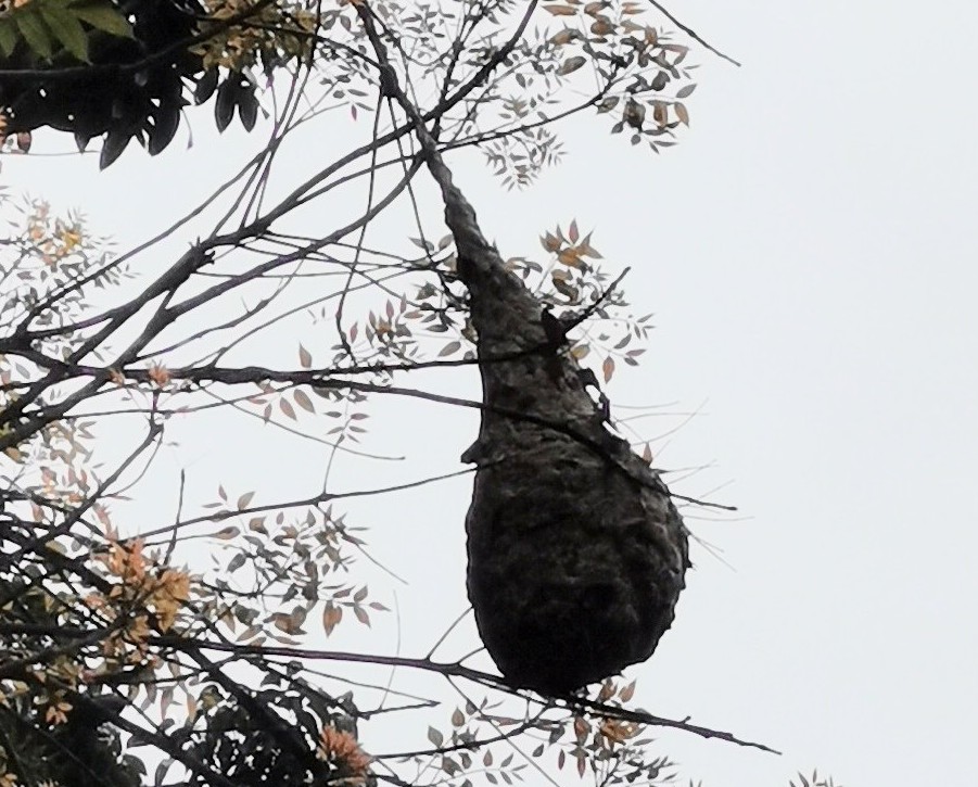 f:id:azulaquarium:20211025223133j:plain